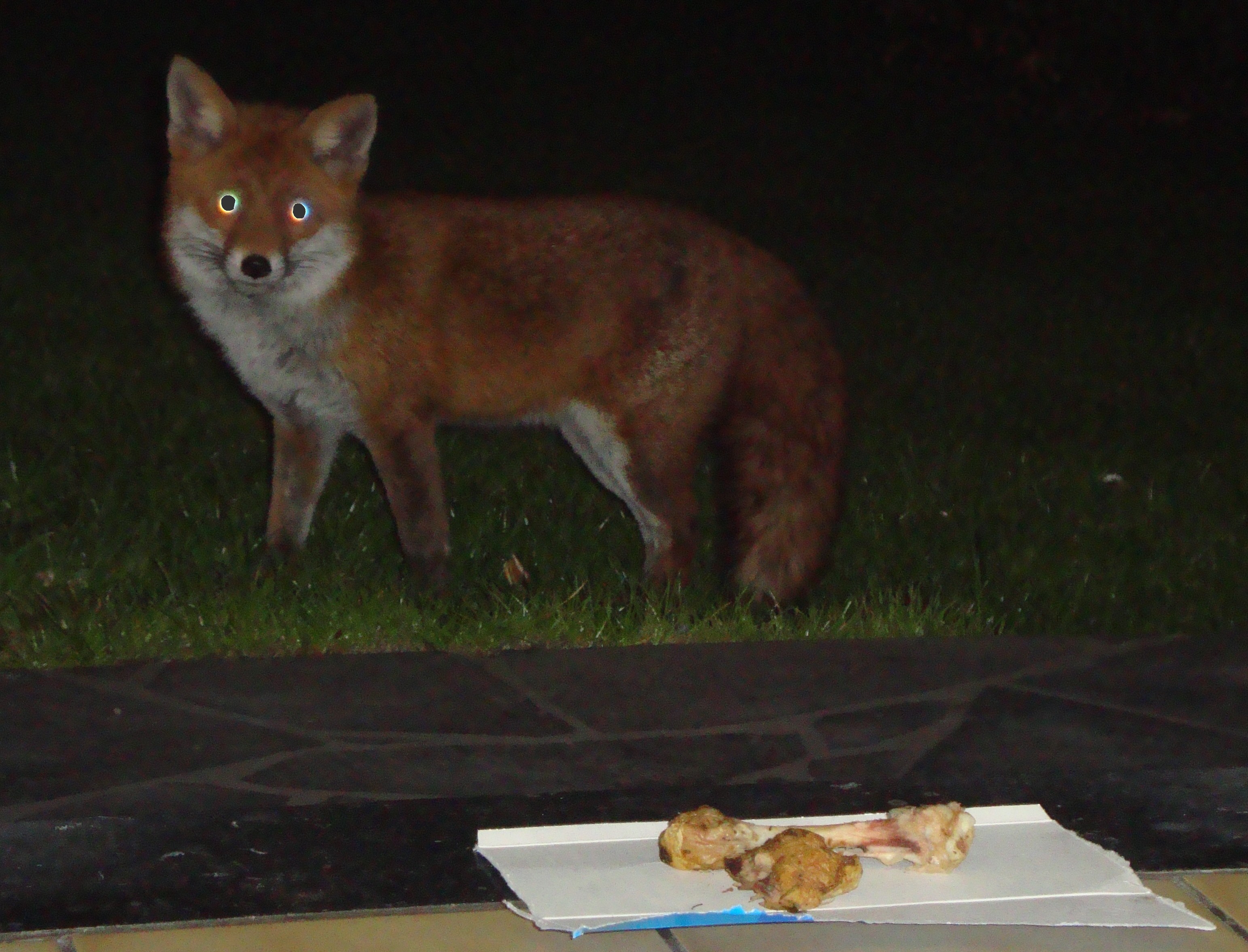 Renard1