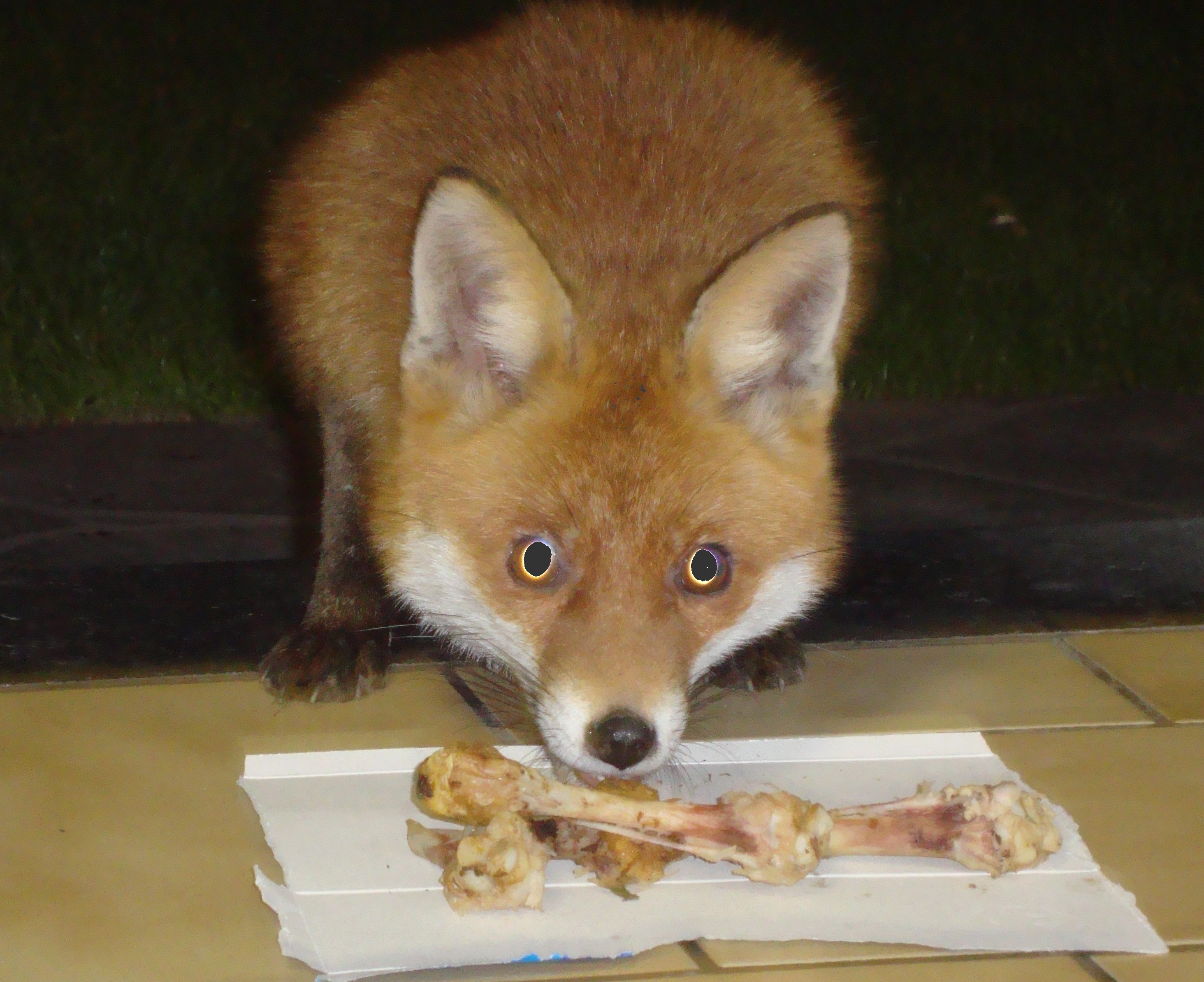 Renard2
