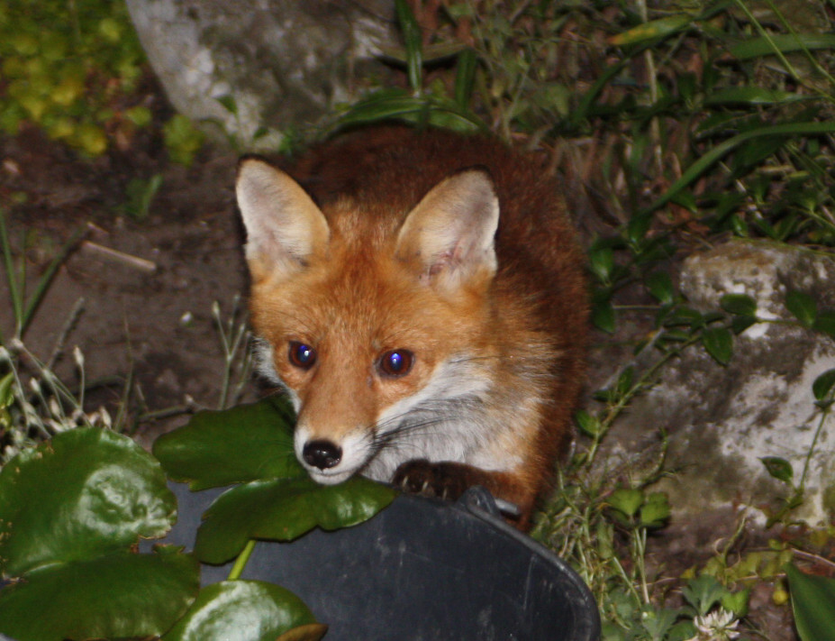 Renard3