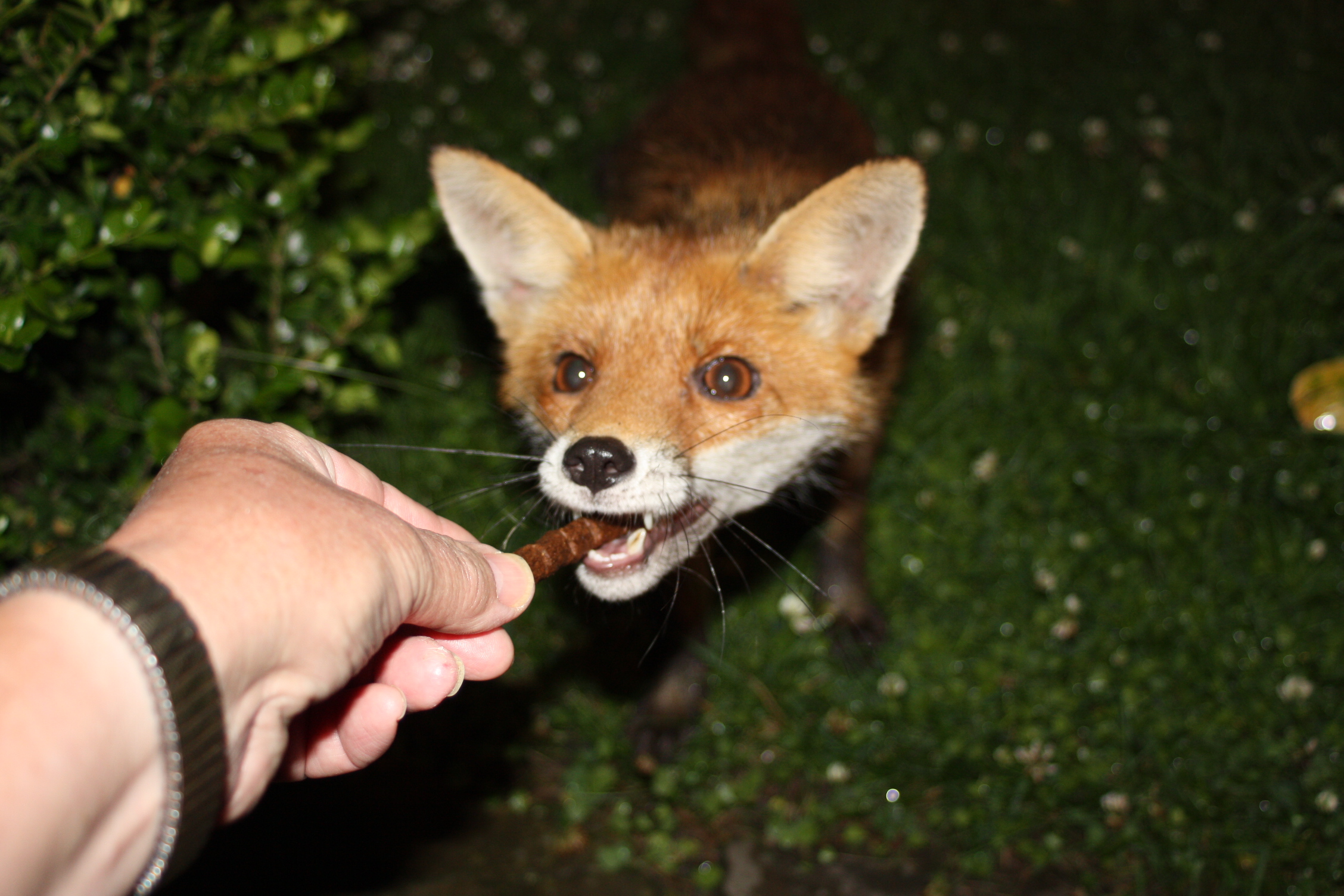 Renard4